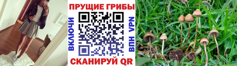 даркнет сайт  Находка  Псилоцибиновые грибы Psilocybine cubensis 